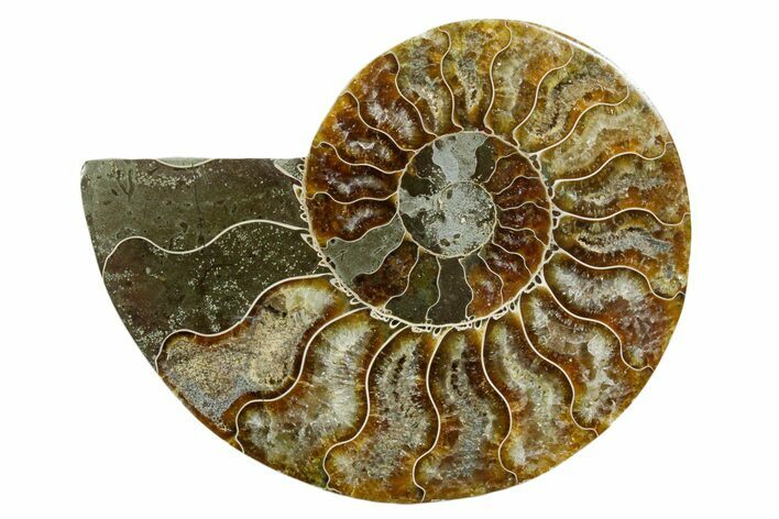 Cut & Polished Ammonite Fossil (Half) - Madagascar #354128